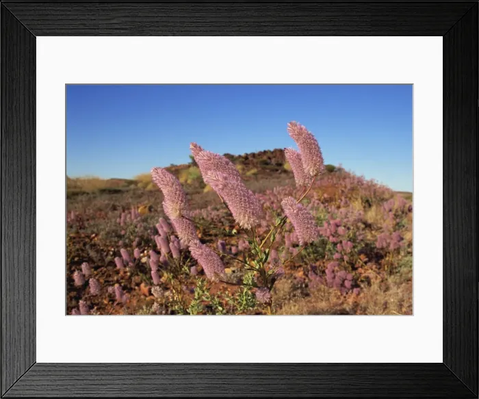 Framed Print : Mulla mulla wildflowers, road to Tom Price, Pilbara, Western Australia Framed Print : Mulla mulla wildflowers, road to Tom Price, Pilbara, Western Australia