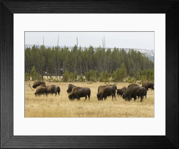 Framed Print : Bison herd, Yellowstone National Park, UNESCO World Heritage Site, Wyoming Framed Print : Bison herd, Yellowstone National Park, UNESCO World Heritage Site, Wyoming