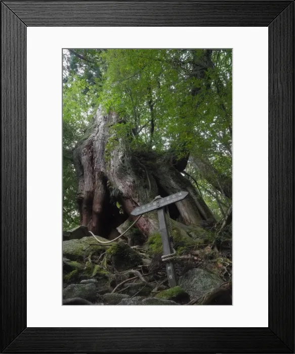 Framed Print : Sugi Cedar tree, Yaku-shima (Yaku Island), Kyushu, Japan, Asia Framed Print : Sugi Cedar tree, Yaku-shima (Yaku Island), Kyushu, Japan, Asia