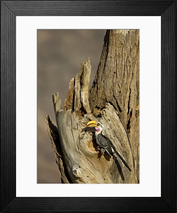 Framed Print : Eastern yellow-billed hornbill (Tockus flavirostris) at its nest, Samburu National Reserve Framed Print : Eastern yellow-billed hornbill (Tockus flavirostris) at its nest, Samburu National Reserve
