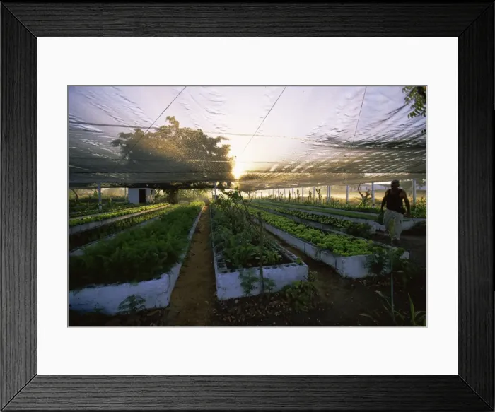 Framed Print : Organic farming, Cuba, West Indies, Central America Framed Print : Organic farming, Cuba, West Indies, Central America