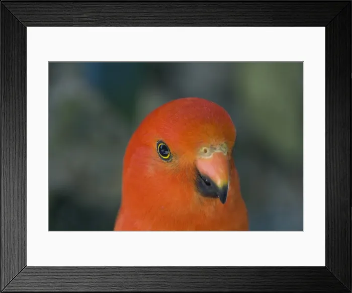 Framed Print : Portrait of king parrot, Victoria, Australia, Pacific Framed Print : Portrait of king parrot, Victoria, Australia, Pacific