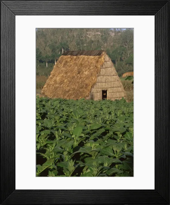 Framed Print : Tobacco plantation, Cuba, West Indies, Central America Framed Print : Tobacco plantation, Cuba, West Indies, Central America