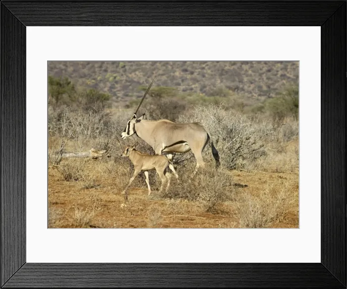 Framed Print : Beisa oryx (East African oryx) (Oryx beisa), adult and young, Samburu National Reserve Framed Print : Beisa oryx (East African oryx) (Oryx beisa), adult and young, Samburu National Reserve