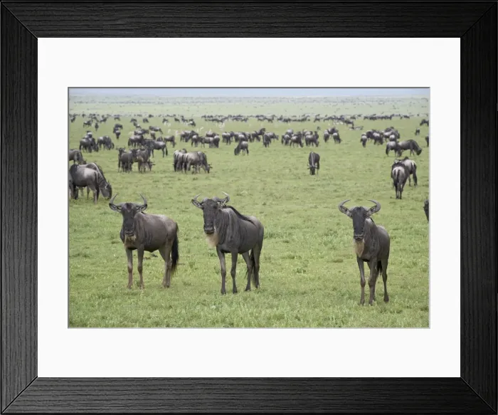 Framed Print : Blue wildebeest (brindled gnu) (Connochaetes taurinus) herd, Serengeti National Park Framed Print : Blue wildebeest (brindled gnu) (Connochaetes taurinus) herd, Serengeti National Park
