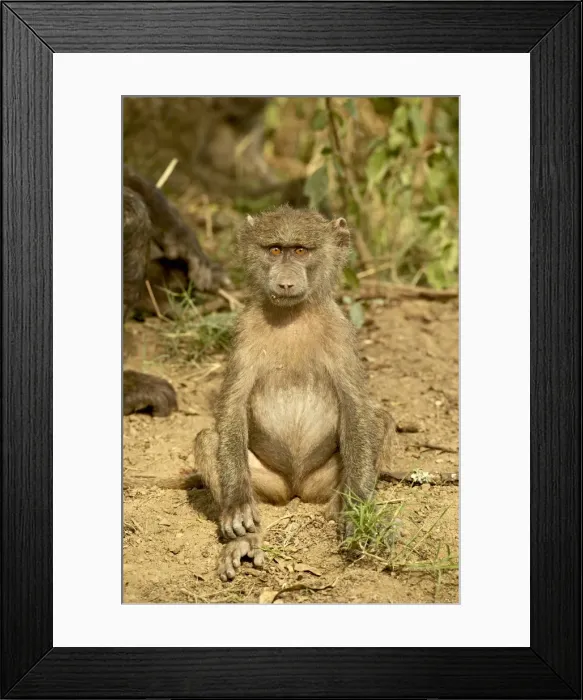 Framed Print : Young olive baboon (Papio cynocephalus anubis), Lake Nakuru National Park Framed Print : Young olive baboon (Papio cynocephalus anubis), Lake Nakuru National Park