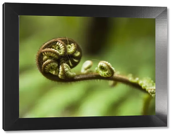 Young frond of fern unfurling, Mount Bruce National Wildlife Centre, Wairarapa