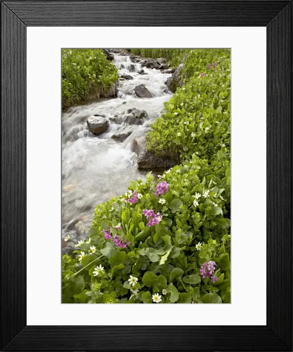 Framed Print : Stream through marsh marigold or elks lip (Caltha leptosepala) and Parrys primrose Framed Print : Stream through marsh marigold or elks lip (Caltha leptosepala) and Parrys primrose