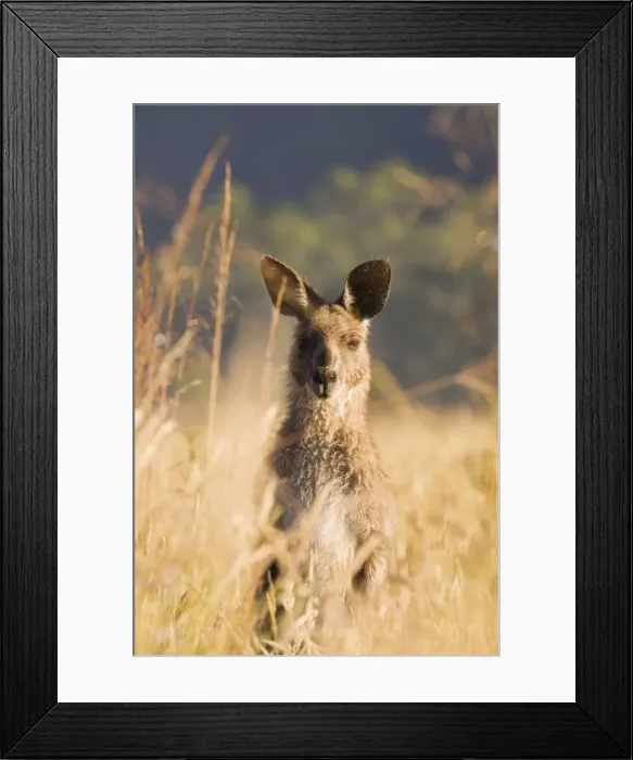 Framed Print : Eastern grey kangaroo, Geehi, Kosciuszko National Park, New South Wales Framed Print : Eastern grey kangaroo, Geehi, Kosciuszko National Park, New South Wales