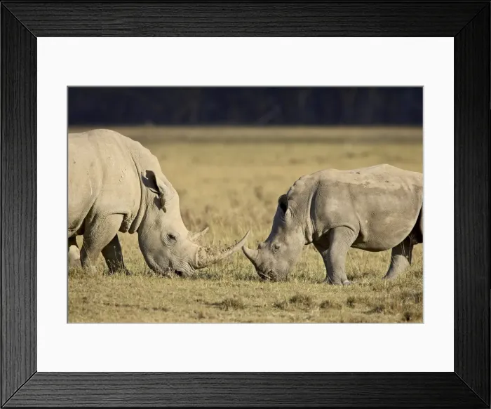 Framed Print : Adult and young white rhinoceros (Ceratotherium simum), Lake Nakuru National Park Framed Print : Adult and young white rhinoceros (Ceratotherium simum), Lake Nakuru National Park
