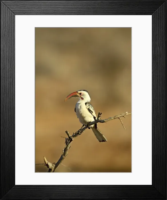 Framed Print : Red-billed hornbill (Tockus erythrorhynchus), Samburu National Reserve Framed Print : Red-billed hornbill (Tockus erythrorhynchus), Samburu National Reserve