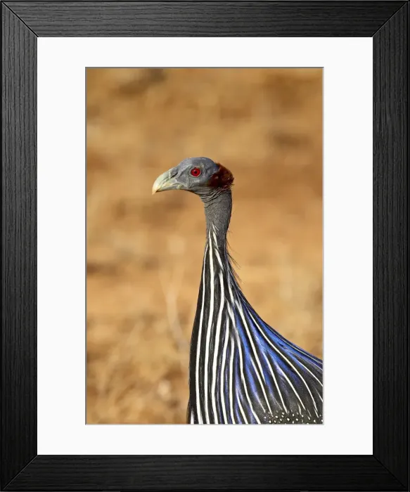 Framed Print : Vulturine guineafowl (Acryllium vulturinum), Samburu National Reserve, Kenya Framed Print : Vulturine guineafowl (Acryllium vulturinum), Samburu National Reserve, Kenya