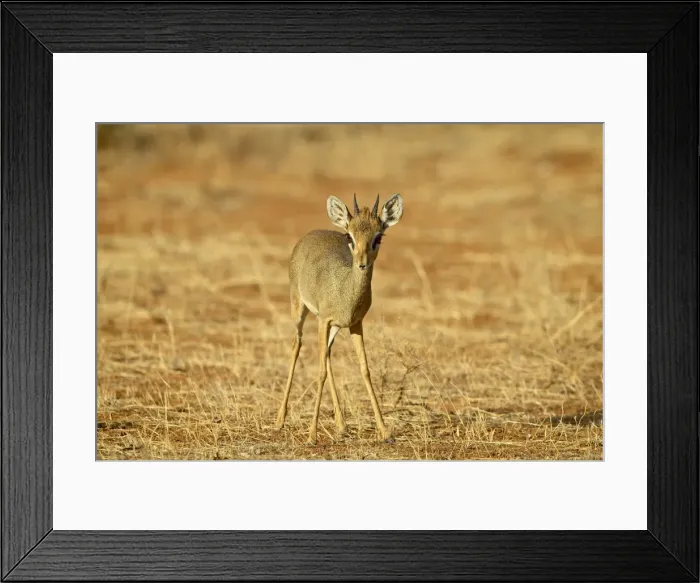 Framed Print : Male Gunthers dik dik (Rinchotragus guntheri), Samburu National Reserve