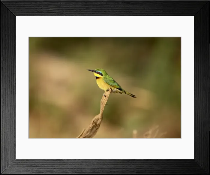 Framed Print : Little bee-eater (Merops pusillus), Samburu National Reserve, Kenya, East Africa, Africa Framed Print : Little bee-eater (Merops pusillus), Samburu National Reserve, Kenya, East Africa, Africa