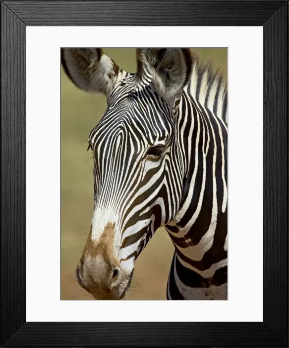 Framed Print : Grevys zebra (Equus grevyi), Samburu National Reserve, Kenya, East Africa, Africa Framed Print : Grevys zebra (Equus grevyi), Samburu National Reserve, Kenya, East Africa, Africa