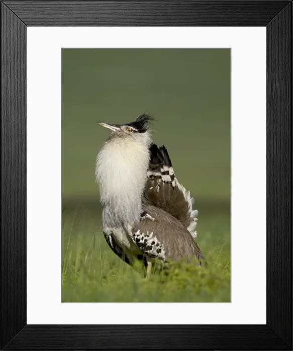 Framed Print : Male Kori bustard (Ardeotis kori) displaying, Ngorongoro Crater, Ngorongoro Conservation Area Framed Print : Male Kori bustard (Ardeotis kori) displaying, Ngorongoro Crater, Ngorongoro Conservation Area