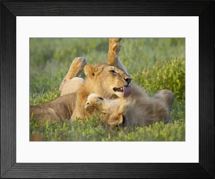 Framed Print : Two male lions (Panthera leo) grooming, Serengeti National Park, Tanzania Framed Print : Two male lions (Panthera leo) grooming, Serengeti National Park, Tanzania