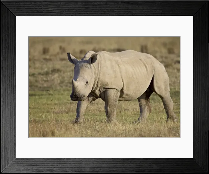Framed Print : Baby white rhinoceros (Ceratotherium simum), Lake Nakuru National Park Framed Print : Baby white rhinoceros (Ceratotherium simum), Lake Nakuru National Park