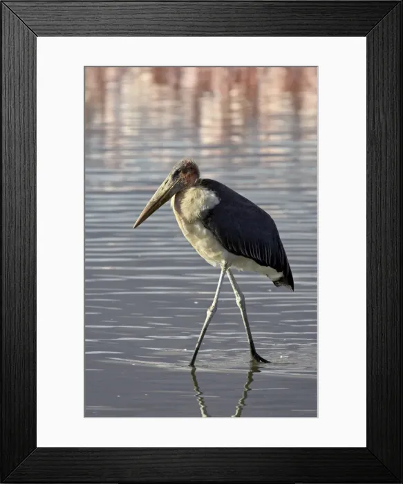 Framed Print : Marabou stork (Leptoptilos crumeniferus) wading in Lake Nakuru, Lake Nakuru National Park Framed Print : Marabou stork (Leptoptilos crumeniferus) wading in Lake Nakuru, Lake Nakuru National Park