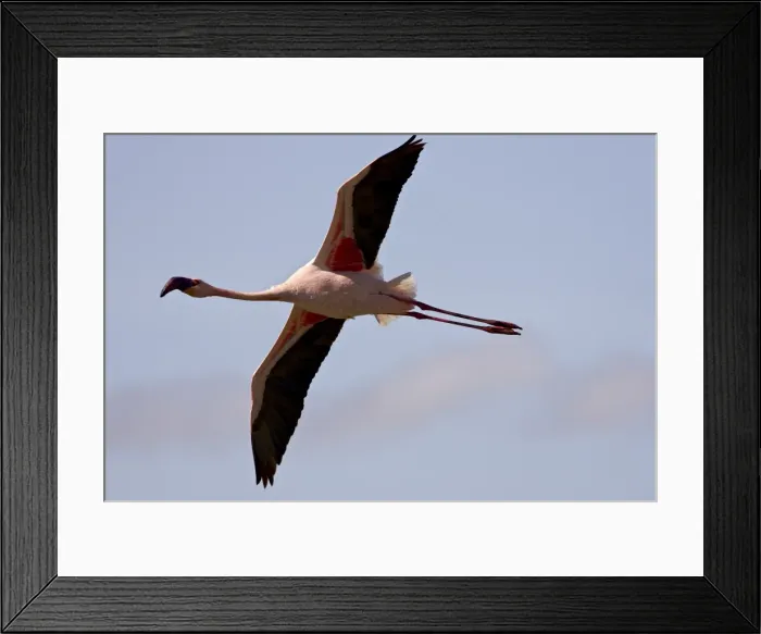 Framed Print : Lesser flamingo (Phoeniconaias minor) flying, Lake Nakuru National Park Framed Print : Lesser flamingo (Phoeniconaias minor) flying, Lake Nakuru National Park