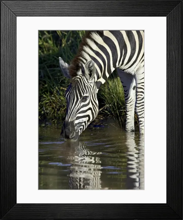 Framed Print : Chapman?? Framed Print : Chapman??