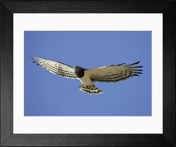 Framed Print : Black-breasted snake eagle (Circaetus pectoralis), Kgalagadi Transfrontier Park Framed Print : Black-breasted snake eagle (Circaetus pectoralis), Kgalagadi Transfrontier Park