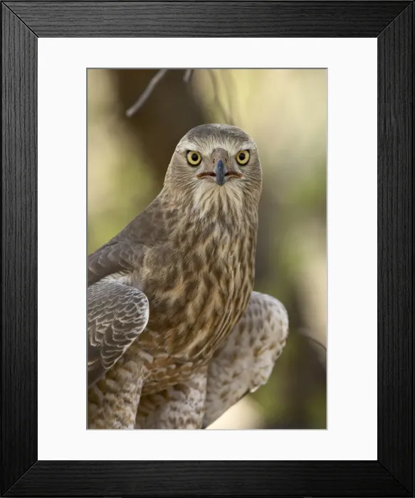 Framed Print : Juvenile dark chanting goshawk (Melierax metabates), Kgalagadi Transfrontier Park Framed Print : Juvenile dark chanting goshawk (Melierax metabates), Kgalagadi Transfrontier Park