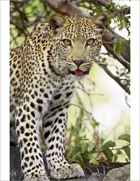 Young leopard (Panthera pardus), Kruger National Park, South Africa, Africa