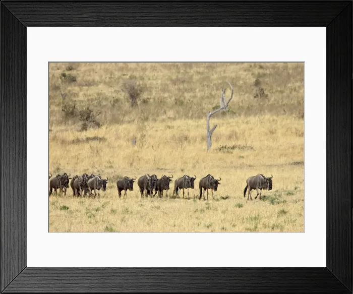 Framed Print : Line of blue wildebeest (brindled gnu) (Connochaetes taurinus), Masai Mara National Reserve