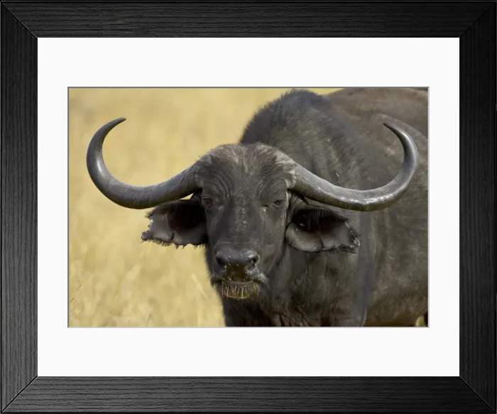 Framed Print : Cape buffalo (African buffalo) (Syncerus caffer), Masai Mara National Reserve Framed Print : Cape buffalo (African buffalo) (Syncerus caffer), Masai Mara National Reserve
