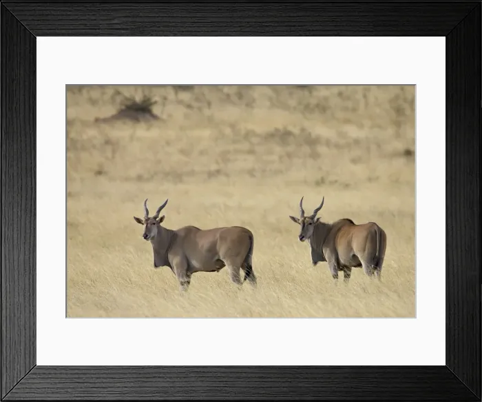Framed Print : Common eland (Taurotragus oryx), Masai Mara National Reserve, Kenya, East Africa, Africa Framed Print : Common eland (Taurotragus oryx), Masai Mara National Reserve, Kenya, East Africa, Africa