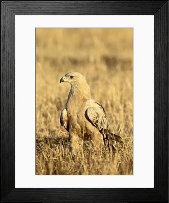Framed Print : Immature tawny eagle (Aquila rapax), Masai Mara National Reserve, Kenya Framed Print : Immature tawny eagle (Aquila rapax), Masai Mara National Reserve, Kenya