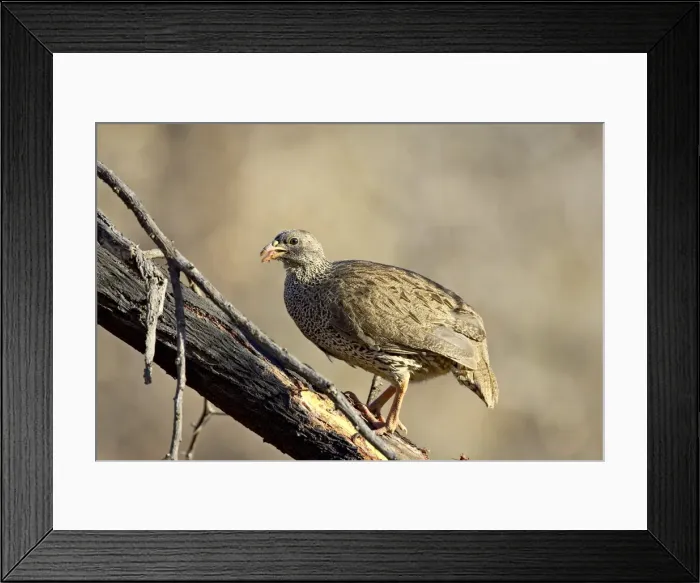 Framed Print : Natal francolin (Pternistes natalensis), Pilanesberg National Park, South Africa, Africa Framed Print : Natal francolin (Pternistes natalensis), Pilanesberg National Park, South Africa, Africa