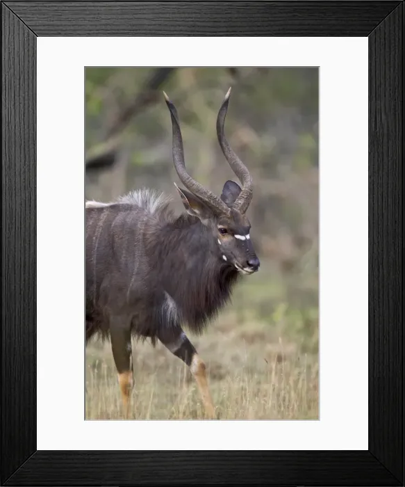 Framed Print : Male nyala (Tragelaphus angasii), Imfolozi Game Reserve, South Africa, Africa Framed Print : Male nyala (Tragelaphus angasii), Imfolozi Game Reserve, South Africa, Africa