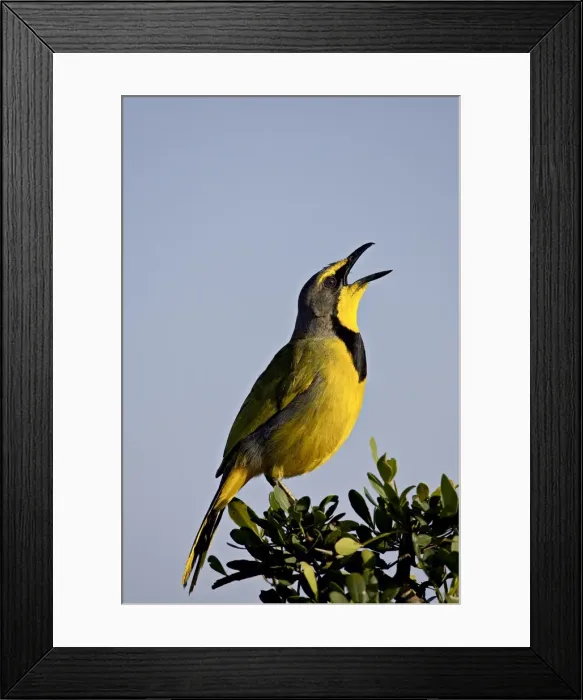 Framed Print : Bokmakierie (Telophorus zeylonus) singing, Addo Elephant National Park Framed Print : Bokmakierie (Telophorus zeylonus) singing, Addo Elephant National Park