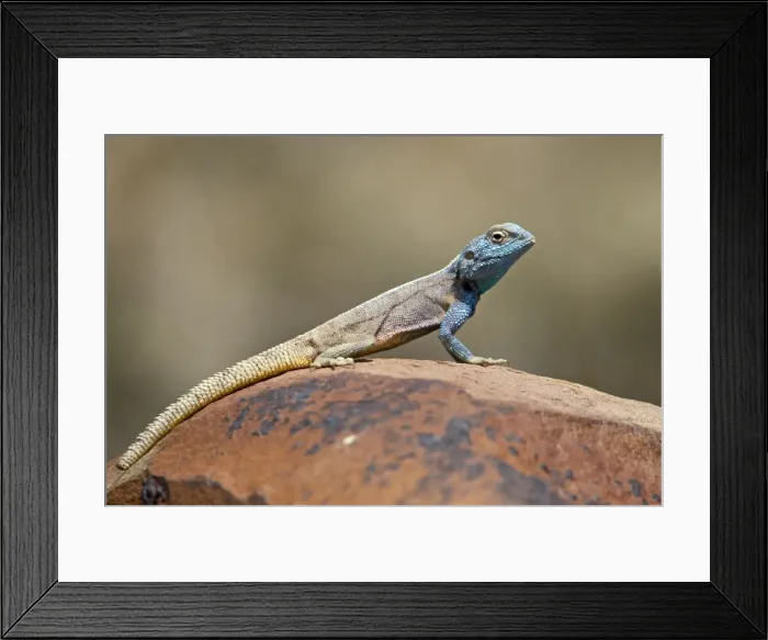 Framed Print : Southern rock agama (Agama atra atra), Mountain Zebra National Park, South Africa, Africa Framed Print : Southern rock agama (Agama atra atra), Mountain Zebra National Park, South Africa, Africa