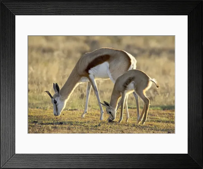 Framed Print : Mother and young springbok (Antidorcas marsupialis), Mountain Zebra National Park Framed Print : Mother and young springbok (Antidorcas marsupialis), Mountain Zebra National Park