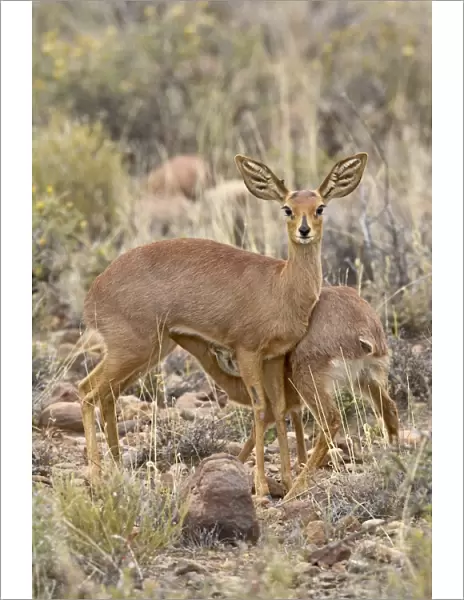 Steenbok (Raphicerus campestris) nursing, Karoo National Park, South Africa, Africa