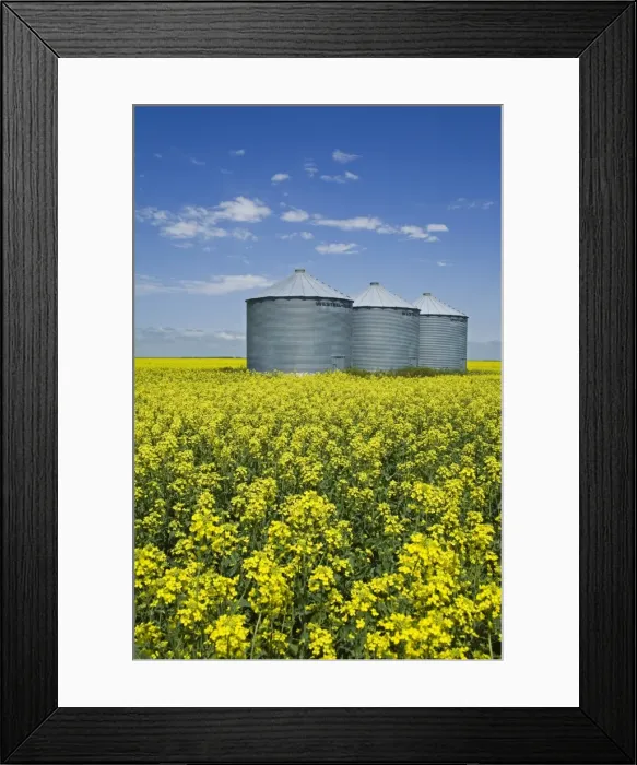 Framed Print : Canola field in Saint Agathe, Winnipeg region, Manitoba, Canada, North America