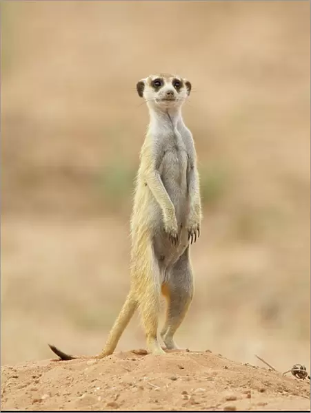 Meerkat or suricate (Suricata suricatta), Kgalagadi Transfrontier Park