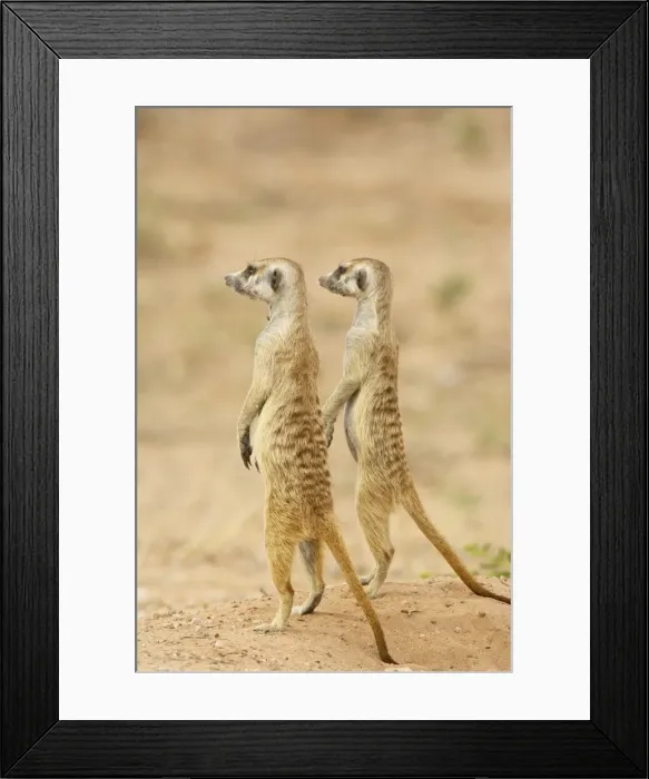 Framed Print : Two meerkat or suricate (Suricata suricatta), Kgalagadi Transfrontier Park Framed Print : Two meerkat or suricate (Suricata suricatta), Kgalagadi Transfrontier Park