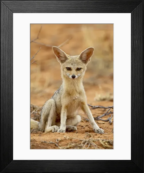 Framed Print : Cape fox (Vulpes chama), Kgalagadi Transfrontier Park, encompassing the former Kalahari Gemsbok National Park, South Framed Print : Cape fox (Vulpes chama), Kgalagadi Transfrontier Park, encompassing the former Kalahari Gemsbok National Park, South