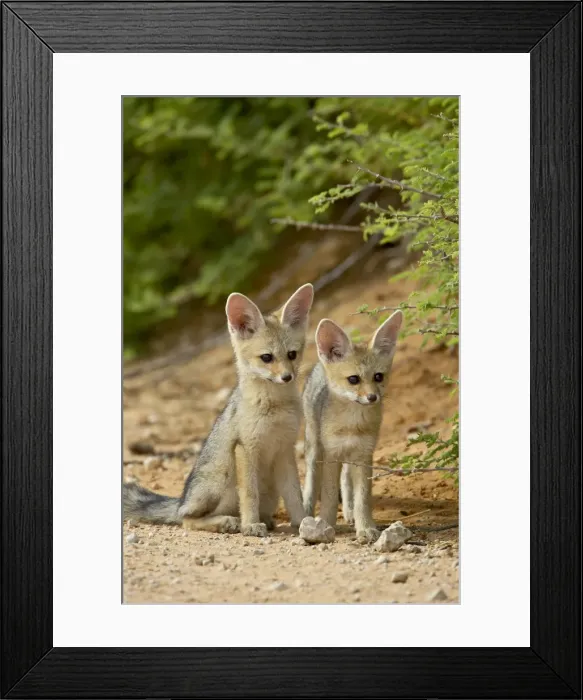 Framed Print : Two Cape fox (Vulpes chama) kits, Kgalagadi Transfrontier Park, encompassing the former Kalahari Gemsbok National Park, South Framed Print : Two Cape fox (Vulpes chama) kits, Kgalagadi Transfrontier Park, encompassing the former Kalahari Gemsbok National Park, South