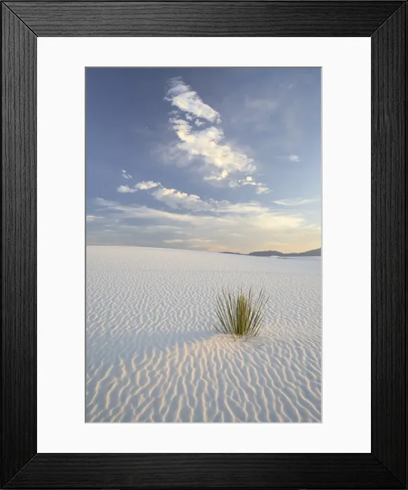 Framed Print : Yucca growing in rippled sand, White Sands National Monument, New Mexico Framed Print : Yucca growing in rippled sand, White Sands National Monument, New Mexico