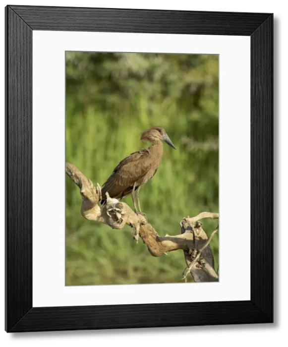 Framed Print : Hamerkop (Scopus umbretta), Masai Mara National Reserve, Kenya, East Africa, Africa Framed Print : Hamerkop (Scopus umbretta), Masai Mara National Reserve, Kenya, East Africa, Africa