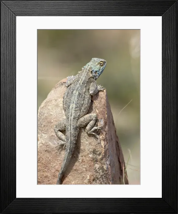 Framed Print : Southern rock agama (Agama atra atra), Mountain Zebra National Park, South Africa, Africa Framed Print : Southern rock agama (Agama atra atra), Mountain Zebra National Park, South Africa, Africa