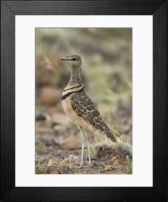 Framed Print : Double-banded courser (Rhinoptilus africanus), Karoo National Park, South Africa, Africa Framed Print : Double-banded courser (Rhinoptilus africanus), Karoo National Park, South Africa, Africa
