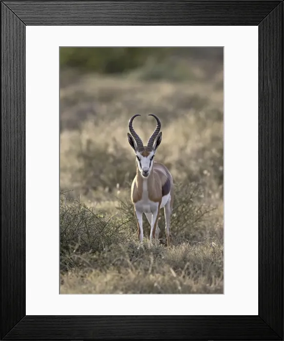 Framed Print : Male Springbok (Antidorcas marsupialis), Karoo National Park, South Africa, Africa Framed Print : Male Springbok (Antidorcas marsupialis), Karoo National Park, South Africa, Africa