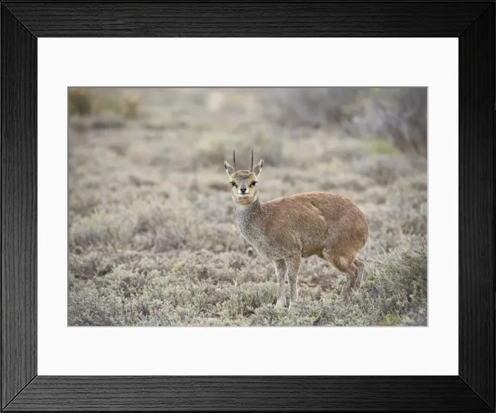 Framed Print : Male klipspringer (Oreotragus oreotragus), Karoo National Park, South Africa, Africa Framed Print : Male klipspringer (Oreotragus oreotragus), Karoo National Park, South Africa, Africa