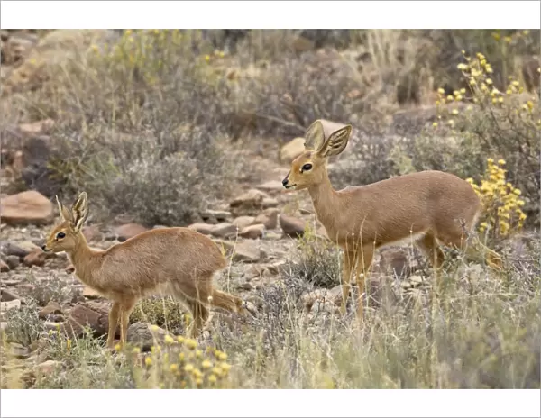 Steenbok (Raphicerus campestris) mother and young, Karoo National Park